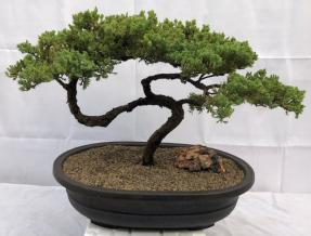 Juniper Bonsai Tree - Trained <br><i>(juniper procumbens nana)</i>