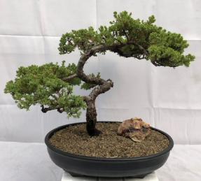 Juniper Bonsai Tree - Trained <br><i>(juniper procumbens nana)</i>