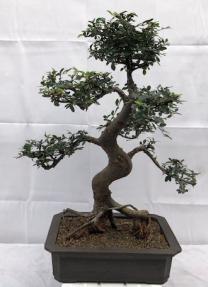 Chinese Elm Bonsai Tree<br>Curved Trunk & Tiered Branching<br><i>(ulmus parvifolia)</i>