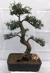 Chinese Elm Bonsai Tree<br>Curved Trunk & Tiered Branching<br><i>(ulmus parvifolia)</i>