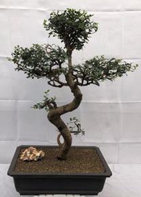 Chinese Elm Bonsai Tree <br>Curved Trunk & Tiered Branching <br><i>(ulmus parvifolia)</i>