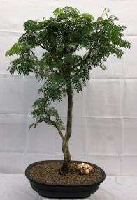 Flowering Brazilian Raintree Bonsai Tree <br><i>(pithecellobium tortum)</i>