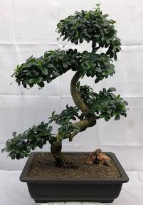 Flowering Fukien Tea Bonsai Tree<br>Curved Trunk & Tiered Branching<br><i>(ehretia microphylla)</i>