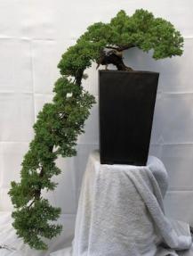 Juniper Bonsai Tree<br>Cascade Style<br><i>(juniper procumbens nana)</i>