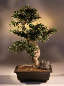 Fukien Tea Bonsai Tree<br><i>(carmona)</i>