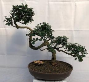 Flowering Fukien Tea Bonsai Tree<br>Curved Trunk Style<br><i>(ehretia microphylla)</i>