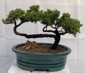 Juniper Bonsai Tree - Trained <br><i>(juniper procumbens nana)</i>