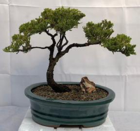 Juniper Bonsai Tree - Trained <br><i>(juniper procumbens nana)</i>