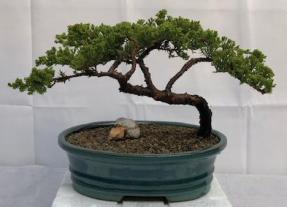 Juniper Bonsai Tree - Trained <br><i>(juniper procumbens nana)</i>