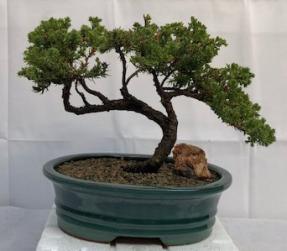 Juniper Bonsai Tree - Trained <br><i>(juniper procumbens nana)</i>