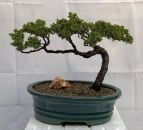 Juniper Bonsai Tree - Trained <br><i>(juniper procumbens nana)</i>