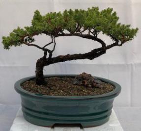 Juniper Bonsai Tree - Trained <br><i>(juniper procumbens nana)</i>