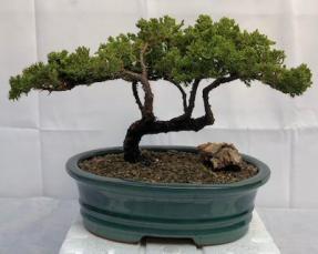 Juniper Bonsai Tree - Trained <br><i>(juniper procumbens nana)</i>