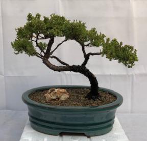 Juniper Bonsai Tree - Trained <br><i>(juniper procumbens nana)</i>