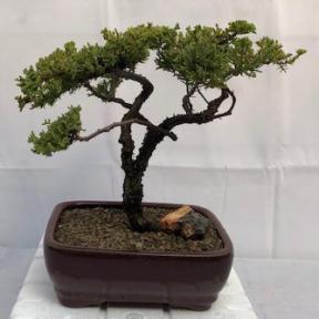 Juniper Bonsai Tree - Trained <br><i>(juniper procumbens nana)</i>