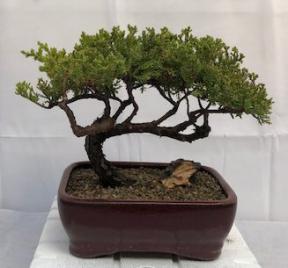 Juniper Bonsai Tree - Trained <br><i>(juniper procumbens nana)</i>