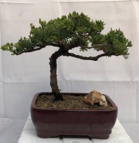 Juniper Bonsai Tree - Trained <br><i>(juniper procumbens nana)</i>