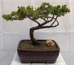 Juniper Bonsai Tree - Trained <br><i>(juniper procumbens nana)</i>