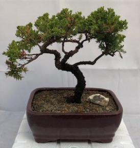 Juniper Bonsai Tree - Trained <br><i>(juniper procumbens nana)</i>