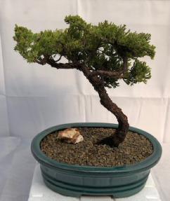 Juniper Bonsai Tree - Trained <br><i>(juniper procumbens nana)</i>