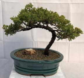 Juniper Bonsai Tree - Trained <br><i>(juniper procumbens nana)</i>