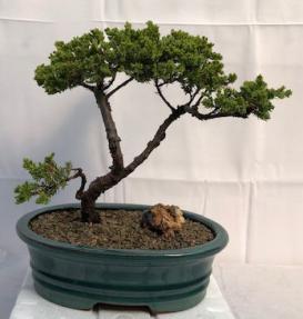 Juniper Bonsai Tree - Trained <br><i>(juniper procumbens nana)</i>