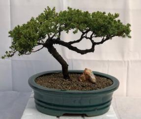 Juniper Bonsai Tree - Trained <br><i>(juniper procumbens nana)</i>