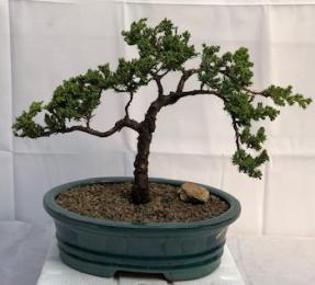 Juniper Bonsai Tree - Trained <br><i>(juniper procumbens nana)</i>