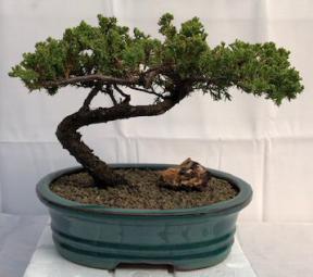 Juniper Bonsai Tree - Trained <br><i>(juniper procumbens nana)</i>