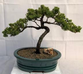 Juniper Bonsai Tree - Trained <br><i>(juniper procumbens nana)</i>