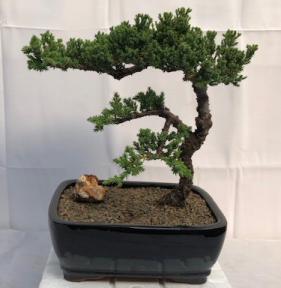 Juniper Bonsai Tree - Trained <br><i>(juniper procumbens nana)</i>