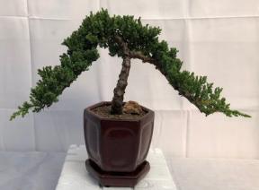 Juniper Bonsai Tree - Trained <br><i>(juniper procumbens nana)</i>