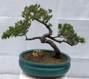 Juniper Bonsai Tree - Trained <br><i>(juniper procumbens nana)</i>