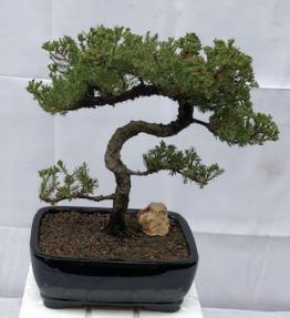 Juniper Bonsai Tree - Trained <br><i>(juniper procumbens nana)</i>