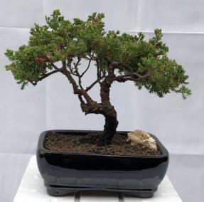 Juniper Bonsai Tree - Trained <br><i>(juniper procumbens nana)</i>