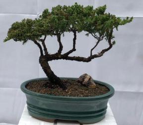 Juniper Bonsai Tree - Trained <br><i>(juniper procumbens nana)</i>