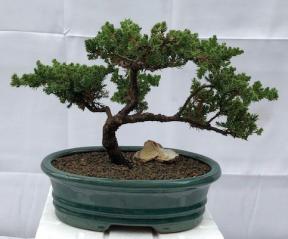 Juniper Bonsai Tree - Trained <br><i>(juniper procumbens nana)</i>