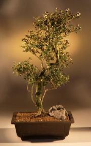 Flowering White Serissa Bonsai Tree<br>Bonsai Tree of a Thousand Stars<br><i>(serissa japonica)</i>