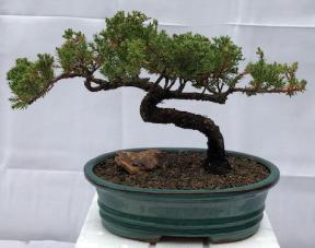 Juniper Bonsai Tree - Trained <br><i>(juniper procumbens nana)</i>