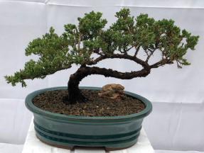 Juniper Bonsai Tree - Trained <br><i>(juniper procumbens nana)</i>