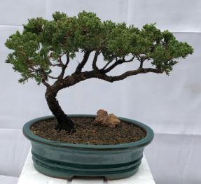 Juniper Bonsai Tree - Trained <br><i>(juniper procumbens nana)</i>