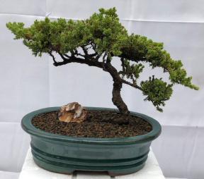 Juniper Bonsai Tree - Trained <br><i>(juniper procumbens nana)</i>