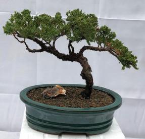 Juniper Bonsai Tree - Trained <br><i>(juniper procumbens nana)</i>