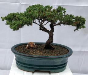 Juniper Bonsai Tree - Trained <br><i>(juniper procumbens nana)</i>