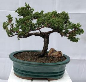 Juniper Bonsai Tree - Trained <br><i>(juniper procumbens nana)</i>