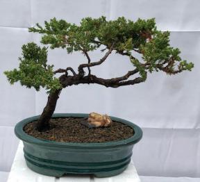 Juniper Bonsai Tree - Trained <br><i>(juniper procumbens nana)</i>