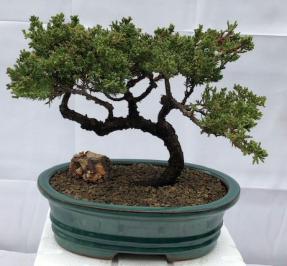 Juniper Bonsai Tree - Trained <br><i>(juniper procumbens nana)</i>