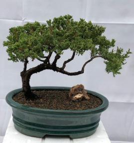 Juniper Bonsai Tree - Trained <br><i>(juniper procumbens nana)</i>