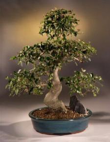 Flowering Ligustrum Bonsai Tree - Extra Large<br><i>(ligustrum lucidum)</i>