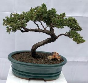 Juniper Bonsai Tree - Trained <br><i>(juniper procumbens nana)</i>